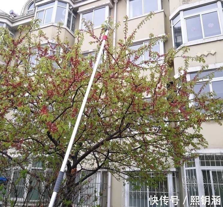 可伸缩高枝剪,剪摘水果锯树枝,剪摘锯三用,再也