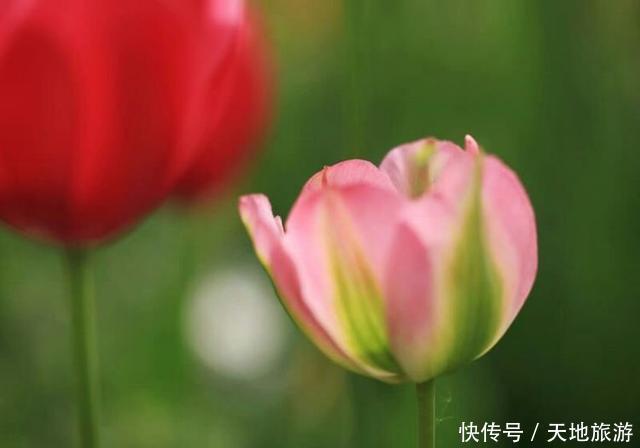 花卉摄影:醉人郁金香