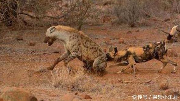 鬣狗逮住机会就攻击落单野狗,却没想自己被掏