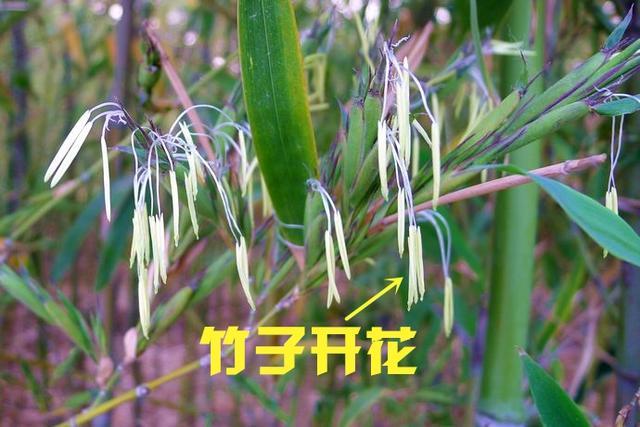 农村老人为何说"竹子开花,兆荒年"竹子真的120年才开一次花