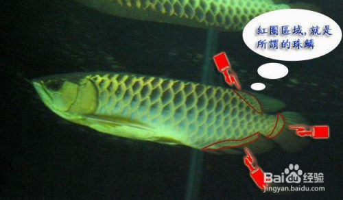 龍魚(yú)狀態(tài)不好怎么調(diào)整水質(zhì)呢（龍魚(yú)狀態(tài)不好怎么調(diào)整水質(zhì)呢視頻）