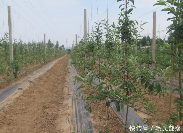 苹果树栽培技术｜现代苹果园“三节”栽培技术研究