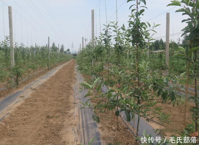 苹果树栽培技术|现代苹果园“三节”栽培技术研究