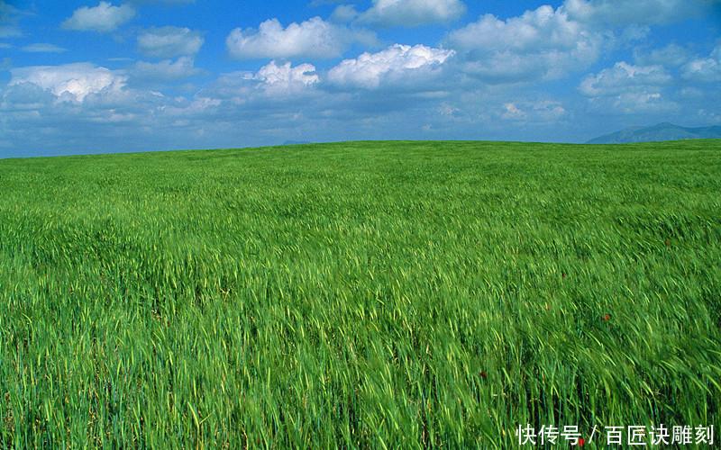 今年的小麦虽然丰收了，但农民伯伯却高兴不起来