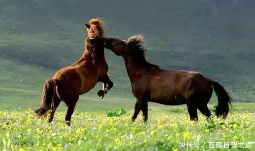 巩乃斯大草原，天山深处的“伊甸园”，一年四季都美得惊人！