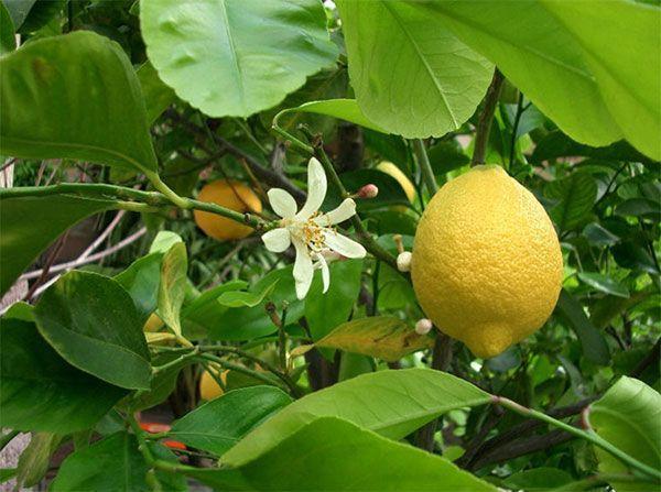 缩砂仁是什么 t016725d1763dd6ec58.jpg?size=600x447