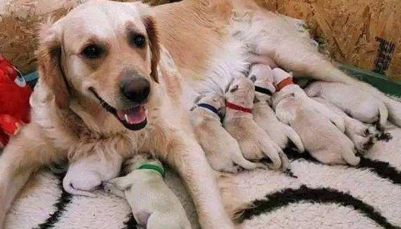 金毛夫妇盖被子睡觉,老李疑惑调监控,金毛粑粑