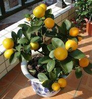 家庭如何莳养小金桔?看看老花农总结的这些经