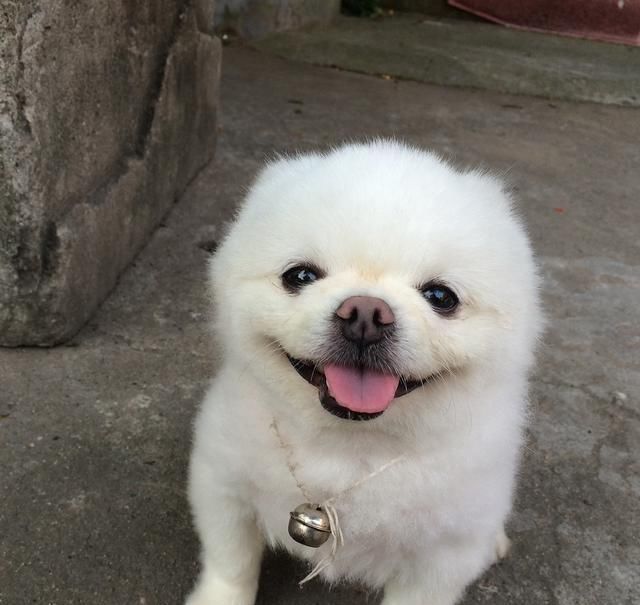 想要饲养博美犬,这9点你必须了解,同感的人看过来