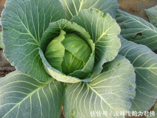 时令水果蔬菜吃什么?盘点六月10大食材