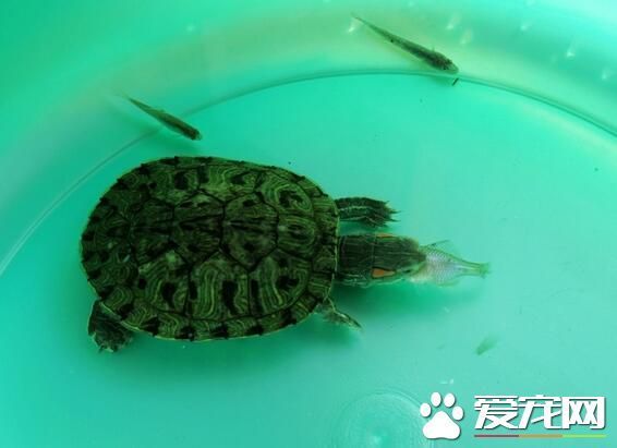 金钱乌龟冬天怎么养 18度以上才可以活动进食