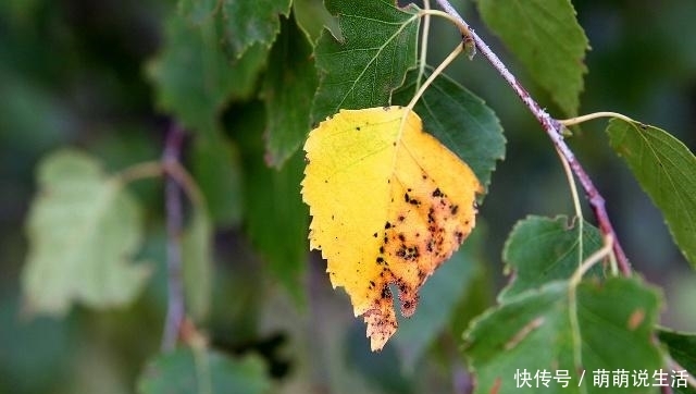 农村俗语“立秋不下雨,二十四个秋老虎”,什么是秋老虎,厉害吗 必发88bifa