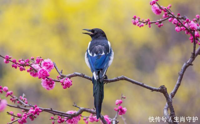 6月份，定有喜鹊来报喜，喜事多多，事业爱情双丰收的3大生肖！