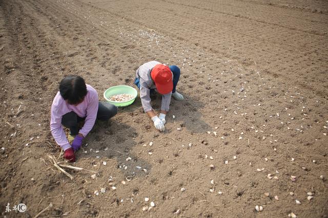 种大蒜独头蒜太多,那是不懂种蒜不出九月,出九