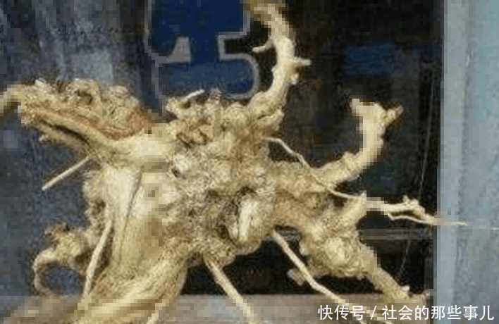 大叔上山发现一块珍品木头,本以为能发大财,儿子看到后直接懵了