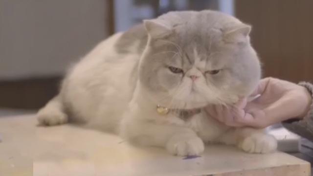 《1810我看行》20170104会唱歌的小猫咪