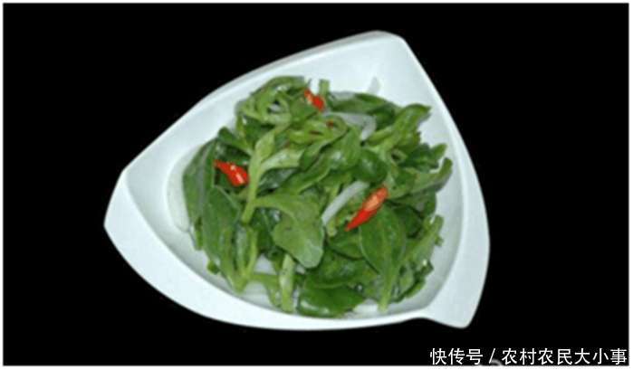 农村的一味珍贵野菜, 被猫踩过, 价格奇贵, 营养价值极高