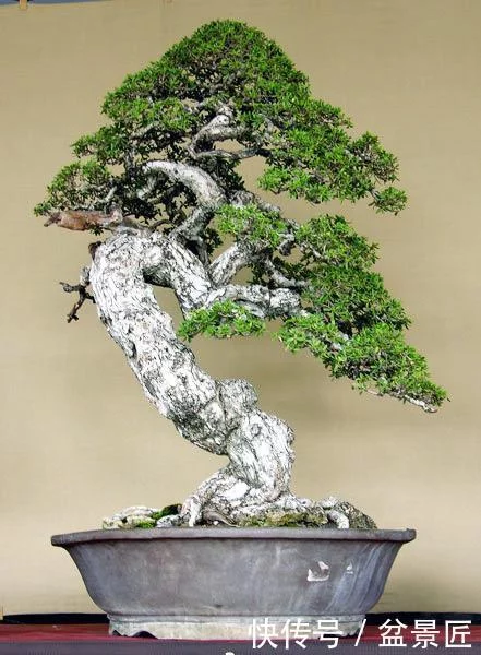 【转载】松树盆景如何造型?两招破解其中奥秘 - 张艺之 - 张艺之的博客 【转载】松树盆景如何造型?两招破解其中奥秘 - 张艺之 - 张艺之的博客