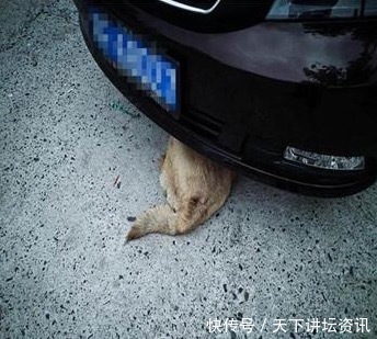 土狗被车撞死,司机掏钱赔偿狗主人,狗主人摆手