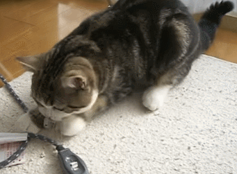 341_251gif 动态图 动图
