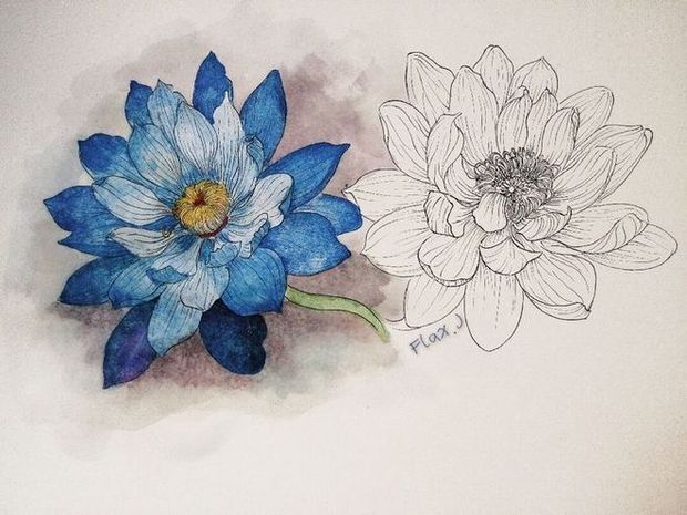 埃及国花怎么画_360问答