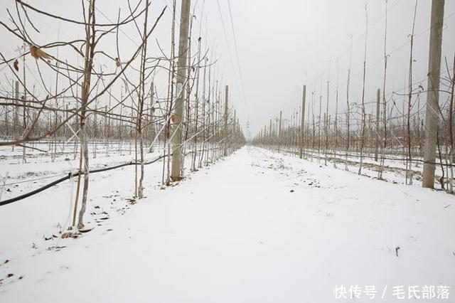 苹果树栽培技术｜苹果树带分枝大苗建园当年冬季修剪原则