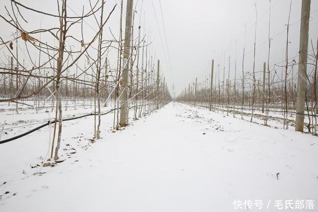 苹果树栽培技术|苹果树带分枝大苗建园当年冬季修剪原则