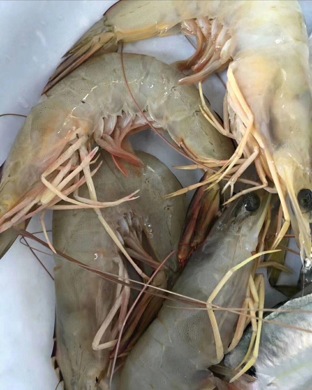 惠州:大亚湾比亚迪,天上人间的生活,天天吃海鲜