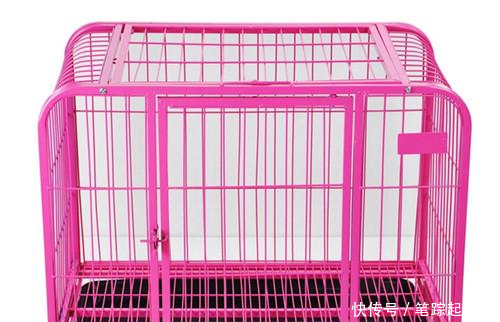 萨摩耶一个月前伤口蓄脓,萨摩耶的旧伤口流脓