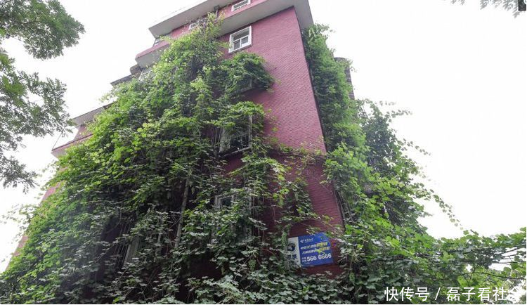 奶奶三十年前种下葡萄,如今长满整栋楼,物业做的决定使人不淡定