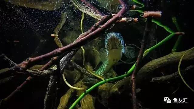 瀘州魚缸水族館在哪里呀好玩（瀘州賣魚缸的地方在哪）