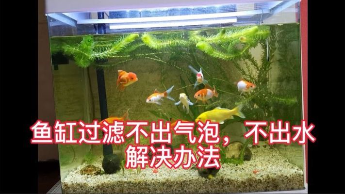 孔雀魚缸造景圖片大全集欣賞（孔雀魚缸造景圖片大全集欣賞圖） 帝王三間魚