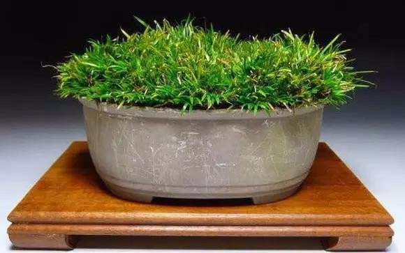 怎么种植水菖蒲 t01753ac4b32020f443.jpg?size=580x363