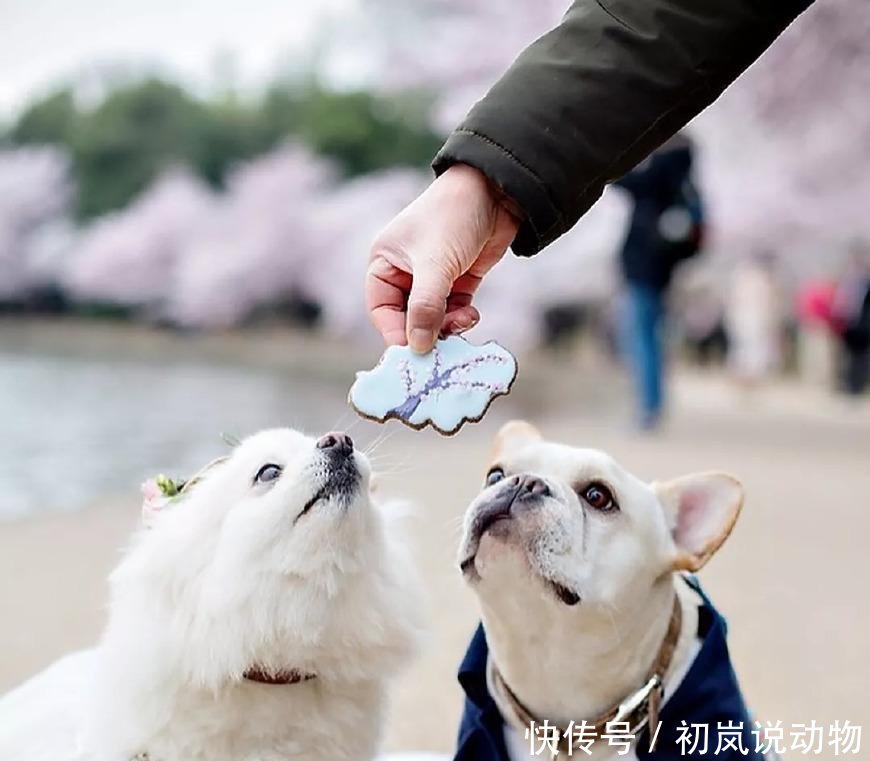 斗牛犬婚纱照_法国斗牛犬