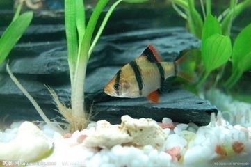 20厘米小鱼缸养什么鱼图片_360问答