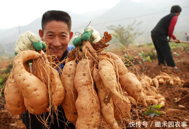 种出来的红薯产量低,味道差?快用这个方法,不