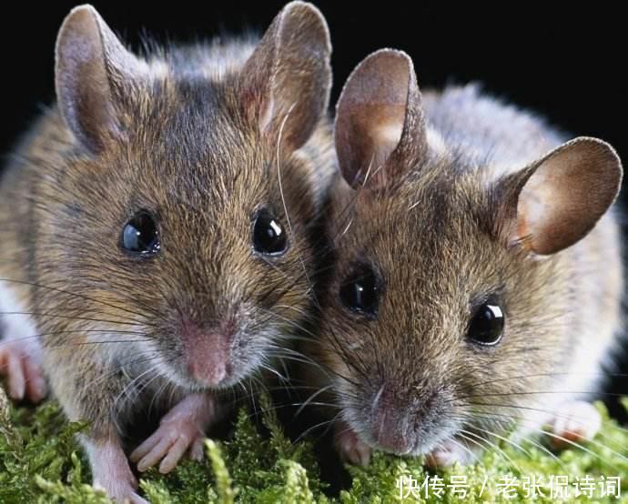 诗经国风6:诗经中最具讽刺意味的古诗,今天有