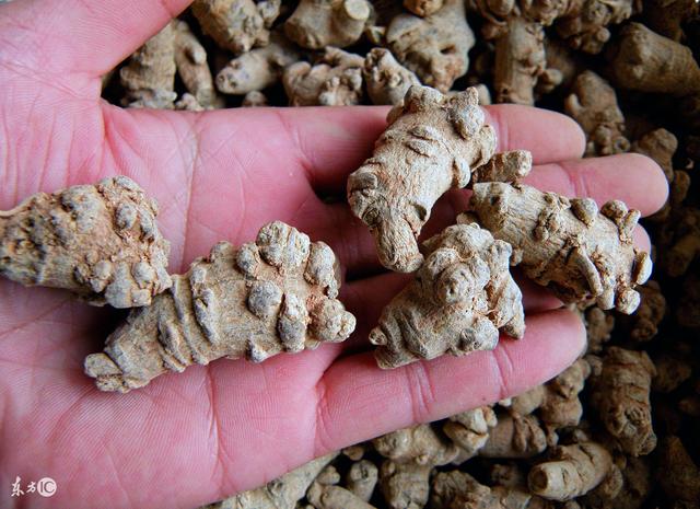 陈皮加三七,乳腺增生结节不用愁