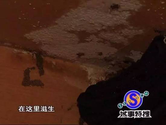 吓人!广州一豪宅被白蚁侵袭 女主人不敢回家 - 天地人 - 天地人和 吓人!广州一豪宅被白蚁侵袭 女主人不敢回家 - 天地人 - 天地人和