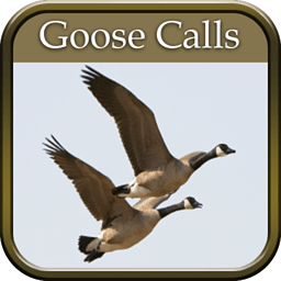 Goose hunting calls