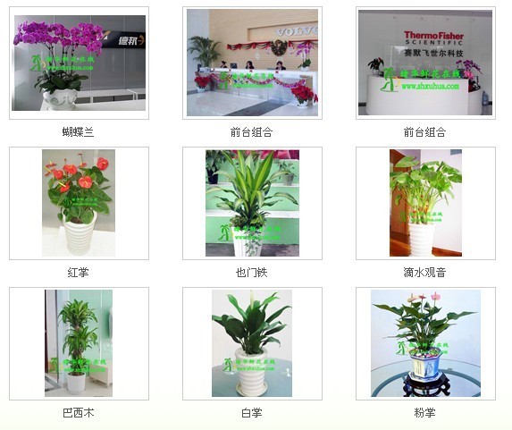 标题：福州老房翻新｜百元绿植让旧屋变“暖居”，省钱添生机
