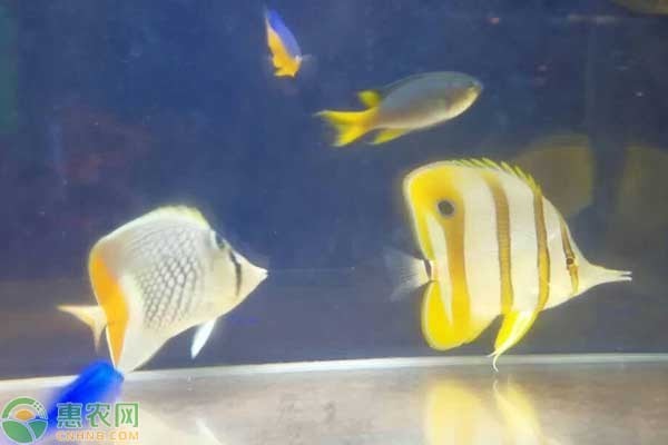 梅州魚缸定制哪家好一點(diǎn)兒（梅州魚缸店）