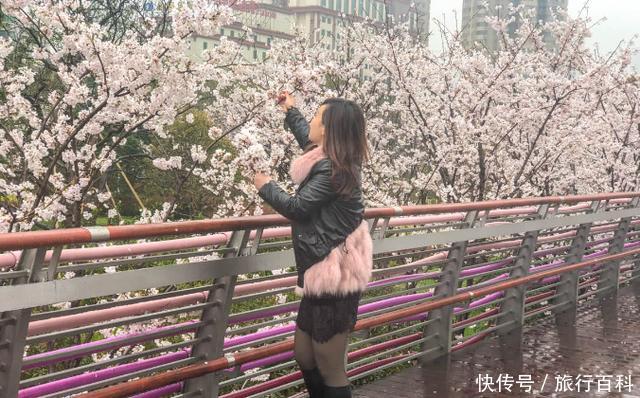宁波樱花公园又现辣手摧花,为拍小视频肆意折