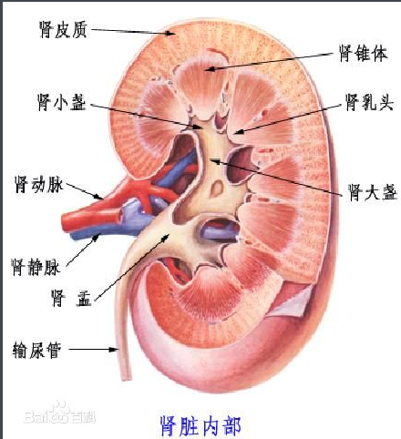 肾的什么位于肾的外层