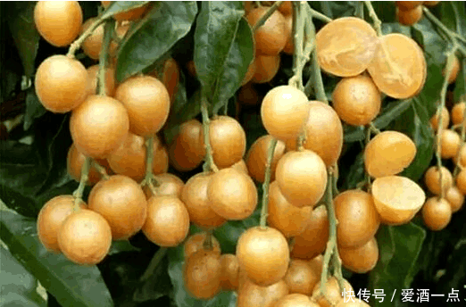 黄皮酒的做法及其功效