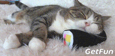 好奇心 正文 猫咪也有 诗和远方 宠物君小时候就听长辈们说过,猫猫在