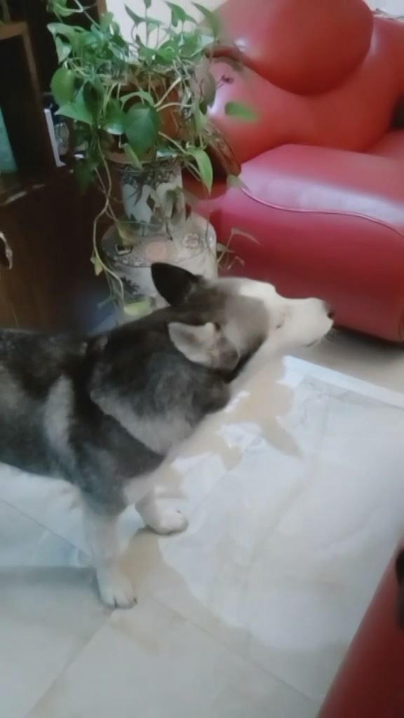 主人接电话,哈士奇在旁边一直嗷叫,这叫声比哭