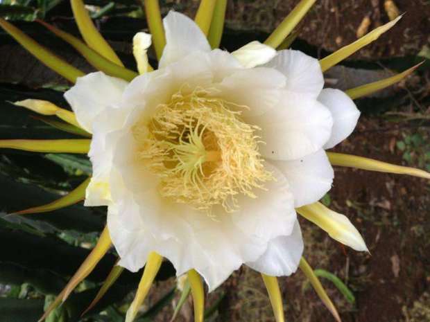 温室大棚火龙果需要蜜蜂授粉吗_360问答