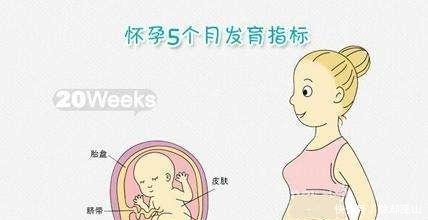 孕产说 怀孕5个月的孕妇肚子有多大呢 应该注