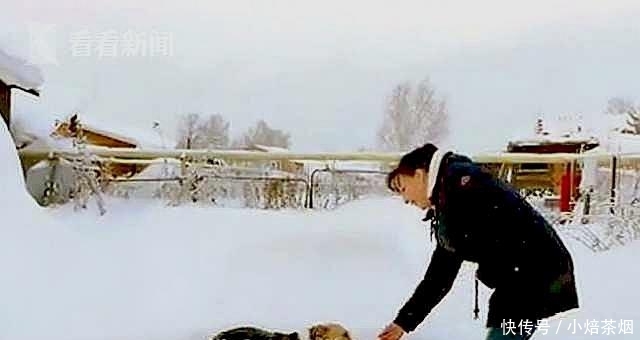 忠犬遭主人遗弃,在车站苦等6个月,天寒地冻也